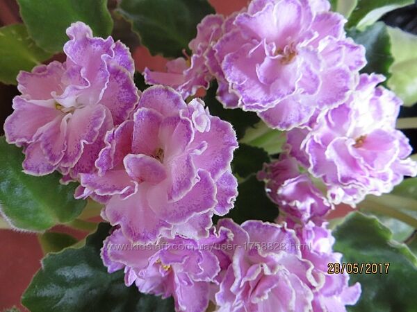 Фіалки (СМ) селекції Морєва