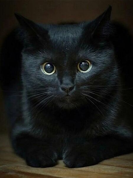 Набор алмазной мозаики вышивки Взгляд черноглазого кота черный кошка полная выкладка 5d наборы 30х40 см
