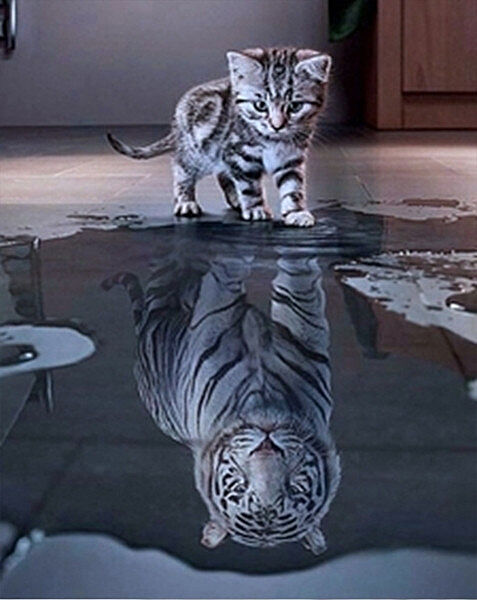 Набор Алмазная мозаика вышивка Когда я вырасту и стану великаном кошка тигр кот на подрамнике полная 5d 30х40