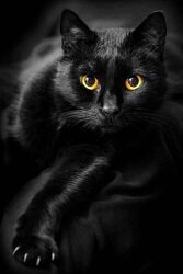 Алмазная вышивка Черный кот, кошка, радужный, полная выкладка , мозаика 5d, наборы 30х40 см
