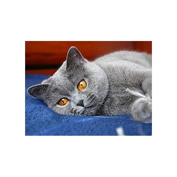 Алмазная мозаика вышивка Серый британец котенок Британская кошка короткошерстная полная 5d наборы 30х40 см