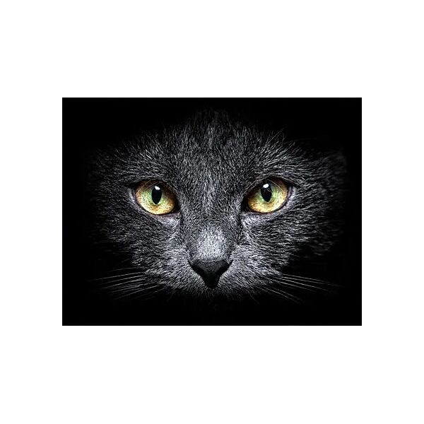 Набор алмазной мозаики вышивки Взгляд кота в темноте Черный кот кошка полная 5d наборы 30х40 см