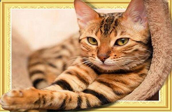 Набор Алмазная мозаика вышивка Кошка отдыхает котенок пушистый небо на подрамнике полная 5d 40х50