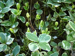 #4: вариегатный