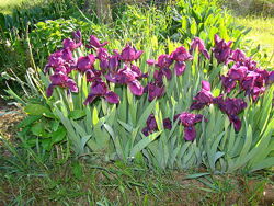 #2:  Pumila Cherry Garde