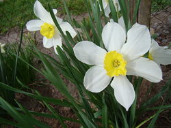 #9: білі з жовтою коронк