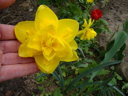 #7: махрові 25 грн