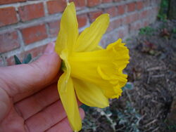 #2: ранні, крупнокоронча