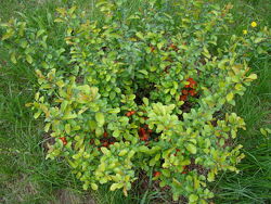 #2: хеномелес