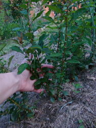 #4: хеномелес