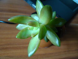 Седум Нуссбаумера Sedum Nussbaumerianum, суккулент