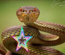 Полина Тур - Набор Курсов