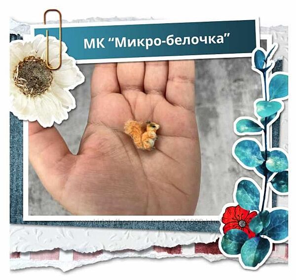 Микро-белочка Наташа Косова