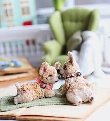 Щенки Корги Таисия Клонингер