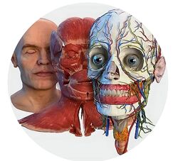 Топографическая анатомия головы и шеи Константин Берман