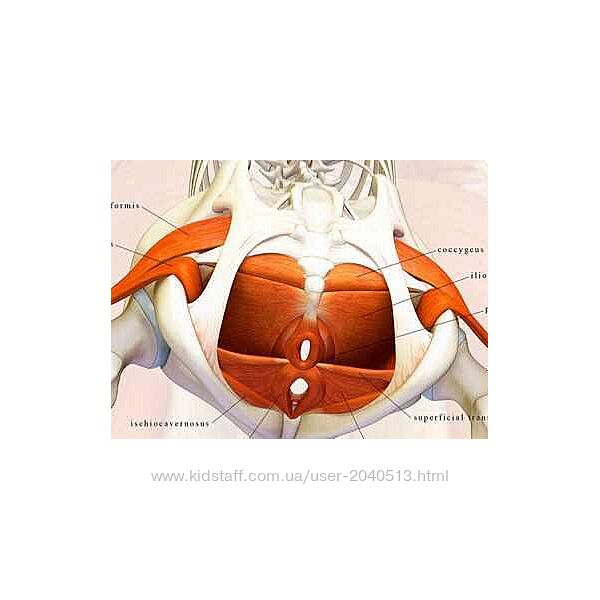Маша Блинова - Тазовое дно. Полный
