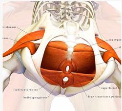 Анна Воронина, Антон Шапочка - Тазовое дно