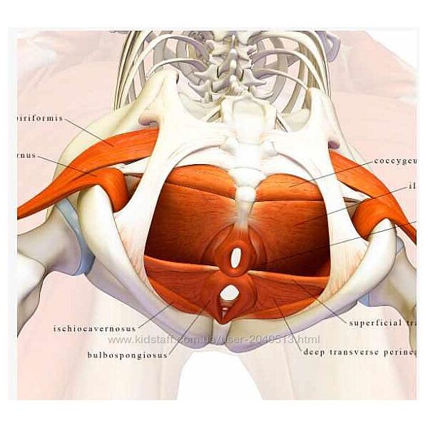Анна Воронина, Антон Шапочка - Тазовое дно