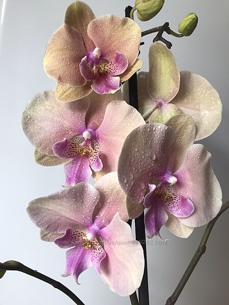 Орхидея Орхидеи фаленопсис Phalaenopsis Пелор Бабулетка Бабочка Орхідея 