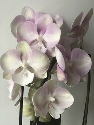 Орхидея Орхидеи фаленопсис Phalaenopsis биг лип Венецианский Карнавалbigli
