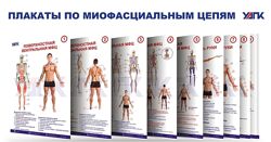 Плакаты миофасциальных цепей УАПК