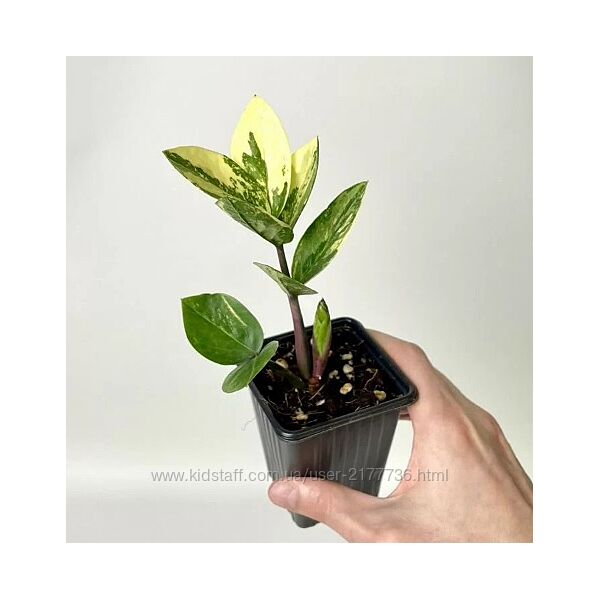 Замиокулькас вариегатный