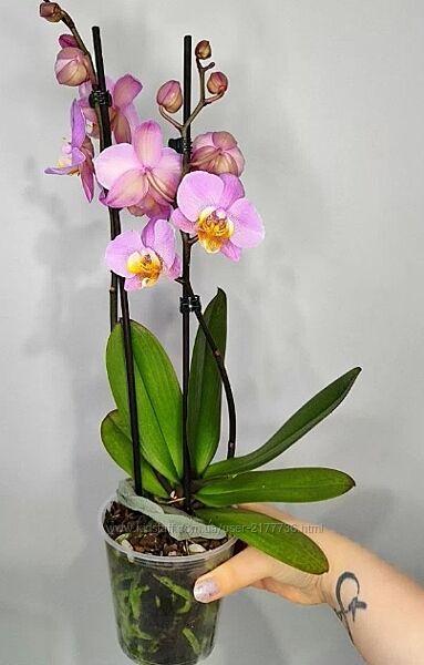 Орхідея фаленопсіс рожева