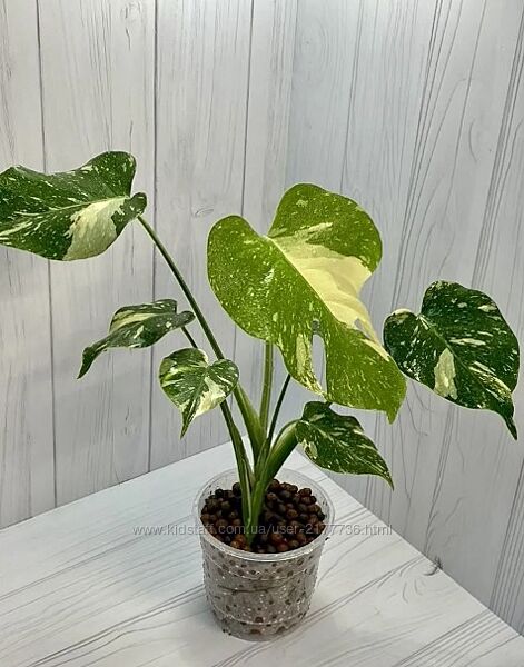 Монстера Тайске сузірья