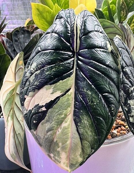 Алоказія шкура драгона варієгатна