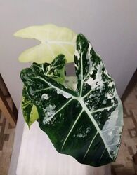 Алоказия Мишольца Фрайдокса с 5 детками