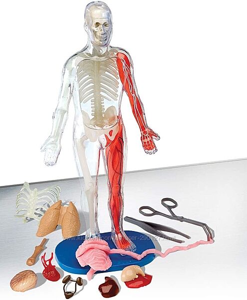 Анатомия  человеческого тела SmartLab Toys для детей с 8 лет